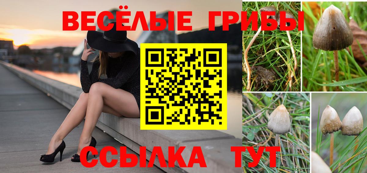 Псилоцибиновые грибы прущие грибы Славянск-на-Кубани
